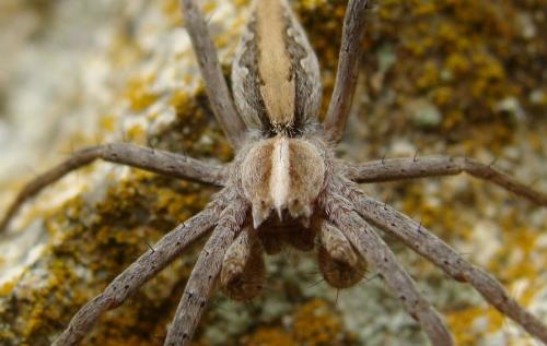 Pisaura mirabilis