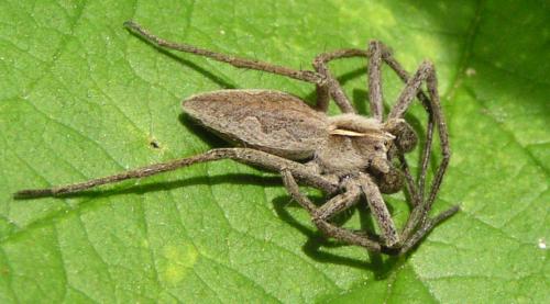 Réf. 42 925 : Pisaura mirabilis