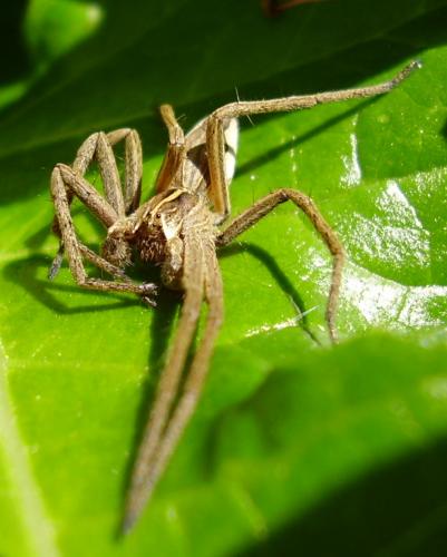 Pisaura mirabilis