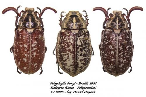 Polyphylla boryi