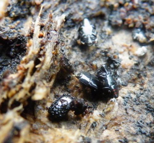 Réf. 42 291 : Platysoma compressum