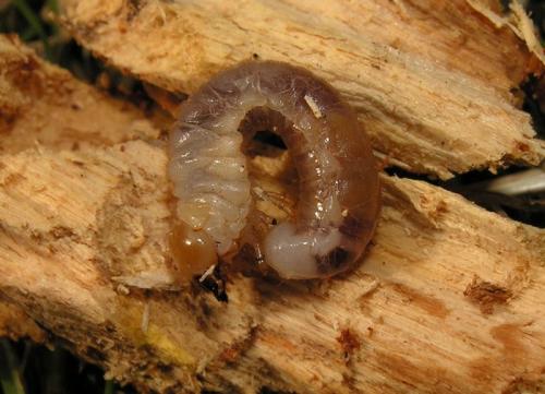 Platycerus caprea