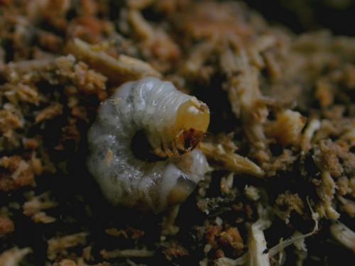Platycerus caraboides