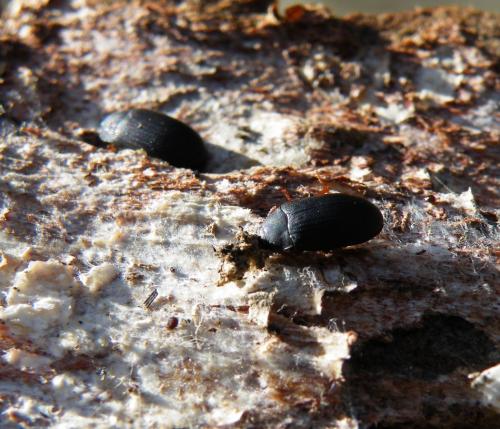 Platydema europaea