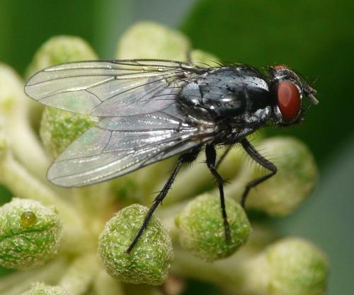 Polietes domitor