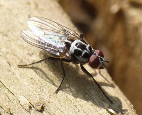 Anthomyia pluvialis