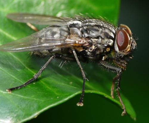 Polietes meridionalis