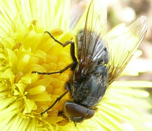 Pollenia sp.