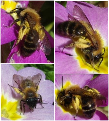 Réf. 42 827 : Andrena bicolor