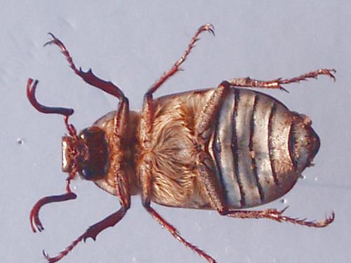 Réf. 42 361 : Polyphylla olivieri