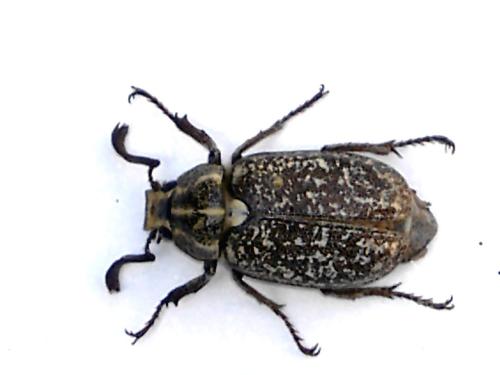 Réf. 42 299 : Polyphylla olivieri