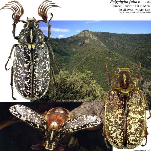 Polyphylla fullo