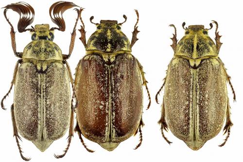 Réf. 42 005 : Polyphylla ragusae