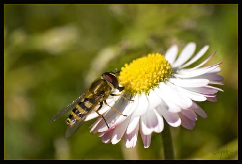 Syrphus ribesii