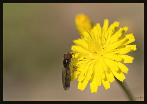 Melanostoma scalare