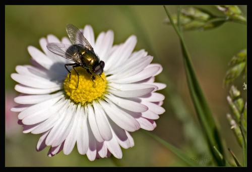 Réf. 42 731 : Neomyia sp.