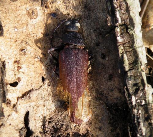 Prinobius myardi