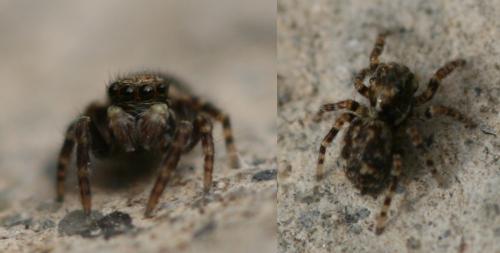Réf. 42 526 : Pseudeuophrys sp.