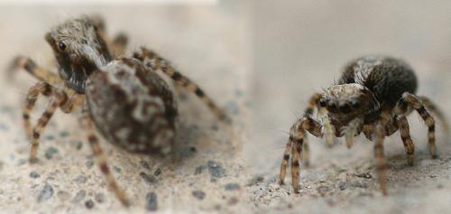 Pseudeuophrys sp.