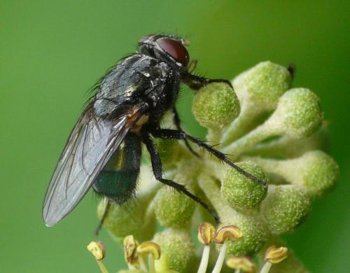 Réf. 42 565 : Bellardia sp.