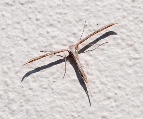 Emmelina monodactyla