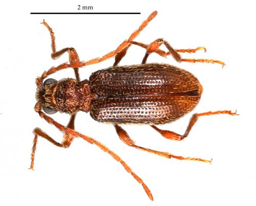 Ptinus latro