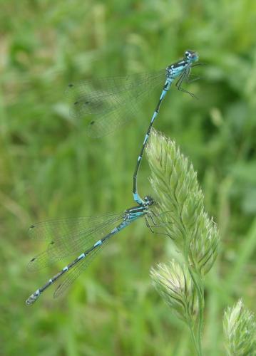 Coenagrion pulchellum