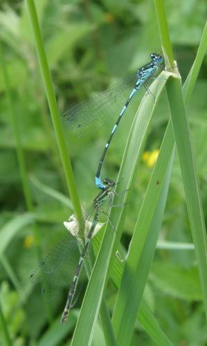 Réf. 42 888 : Coenagrion pulchellum