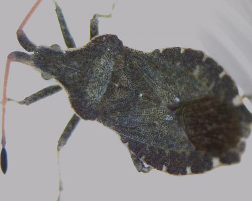 Enoplops scapha