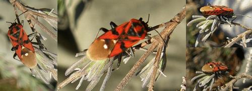 Spilostethus pandurus