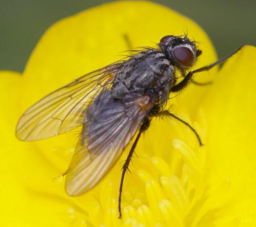 Réf. 42 029 : Phaonia serva