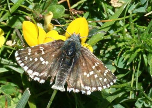 Pyrgus sp.