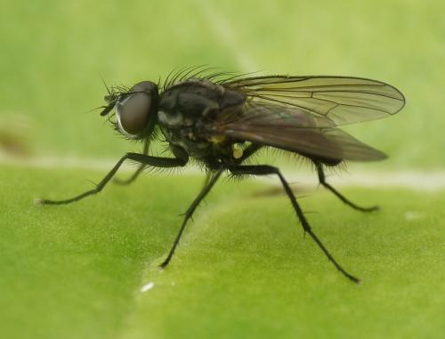 Réf. 42 984 : Delia radicum