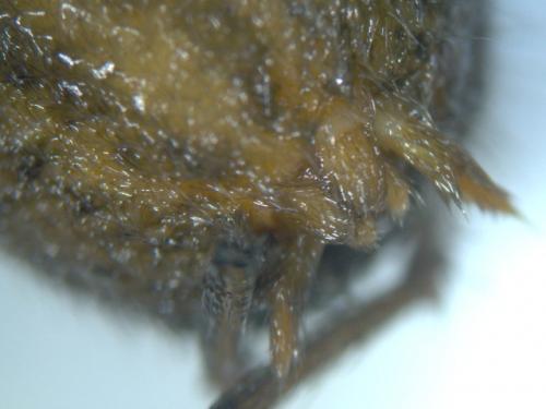 Eratigena agrestis
