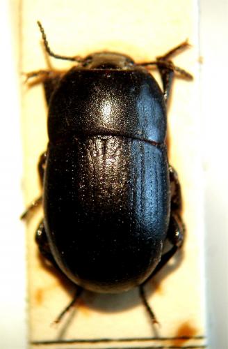Réf. 42 305 : Pedinus femoralis