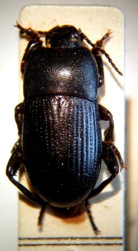 Réf. 42 304 : Pedinus meridianus