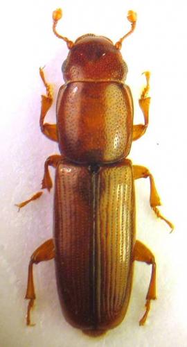 Réf. 42 955 : Rhizophagus depressus