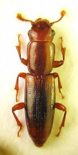 Rhizophagus dispar