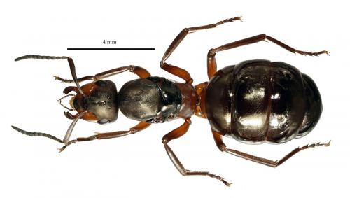 Réf. 42 894 : Formica polyctena
