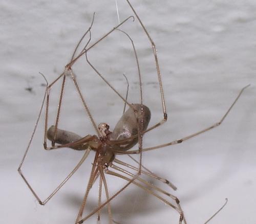 Pholcus phalangioides