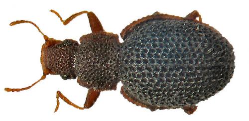 Revelieria genei