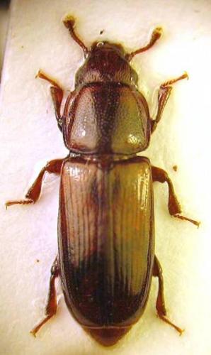 Réf. 42 956 : Rhizophagus grandis