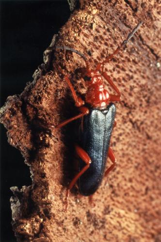Rhamnusium bicolor
