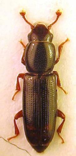 Rhizophagus bipustulatus