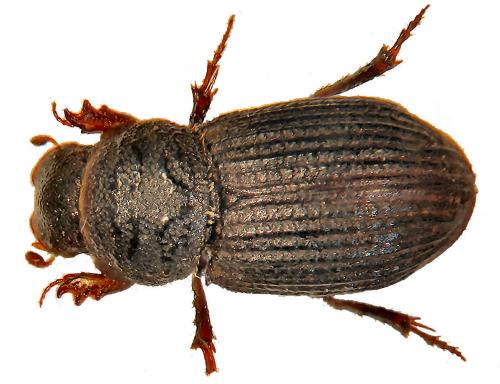 Rhyssemus plicatus