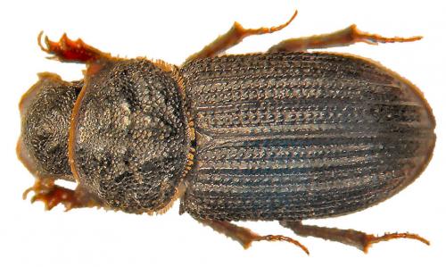 Réf. 42 596 : Rhyssemus sulcatus