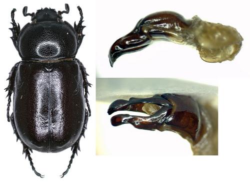 Rhizoplatys mucronatus mucronatus
