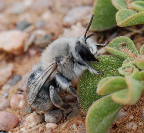 Anthophora sp.