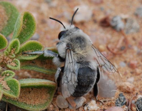 Anthophora sp.