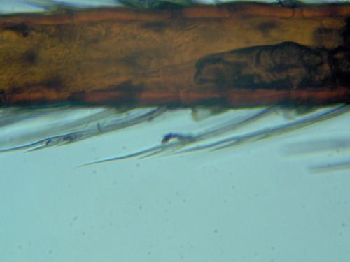Robertus arundineti